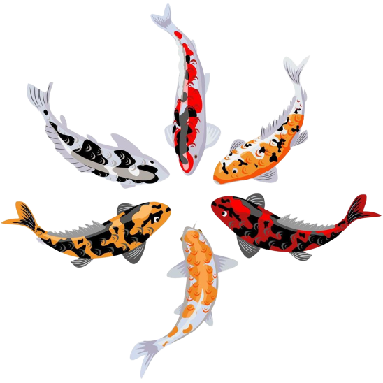 Koi Fish
